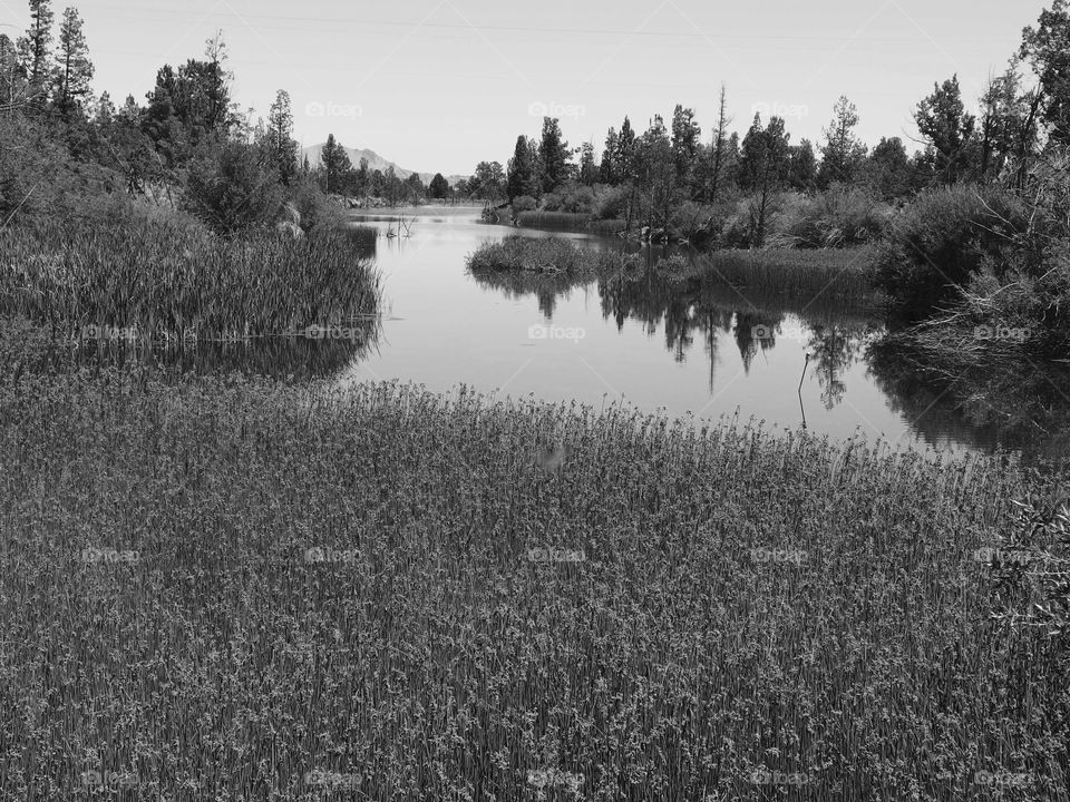 Trees reflecting in a rural farm pond in Central Oregon on a sunny summer day. 