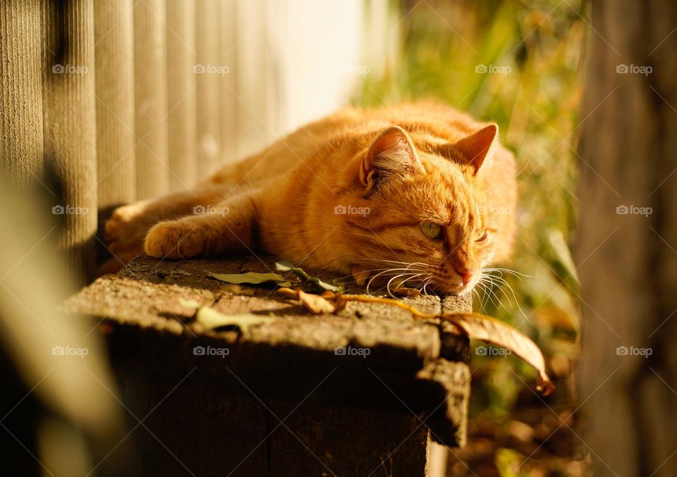 Ginger cat lying on a wooden bench