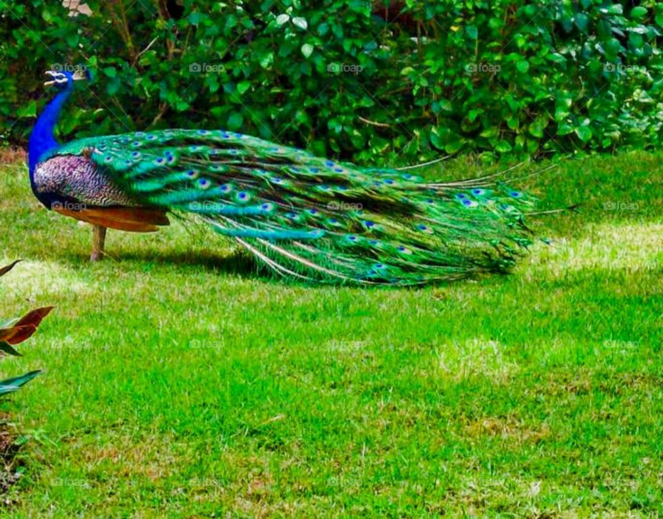 Peacocks of Dominican