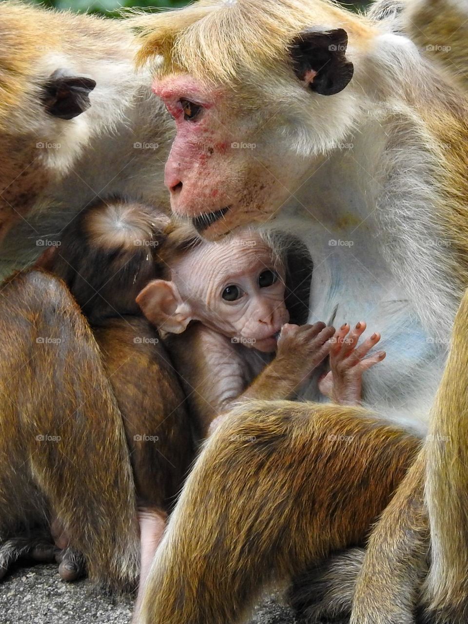 Baby monkey in mother's arms