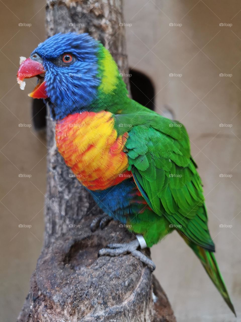 Cute colourful parrot 