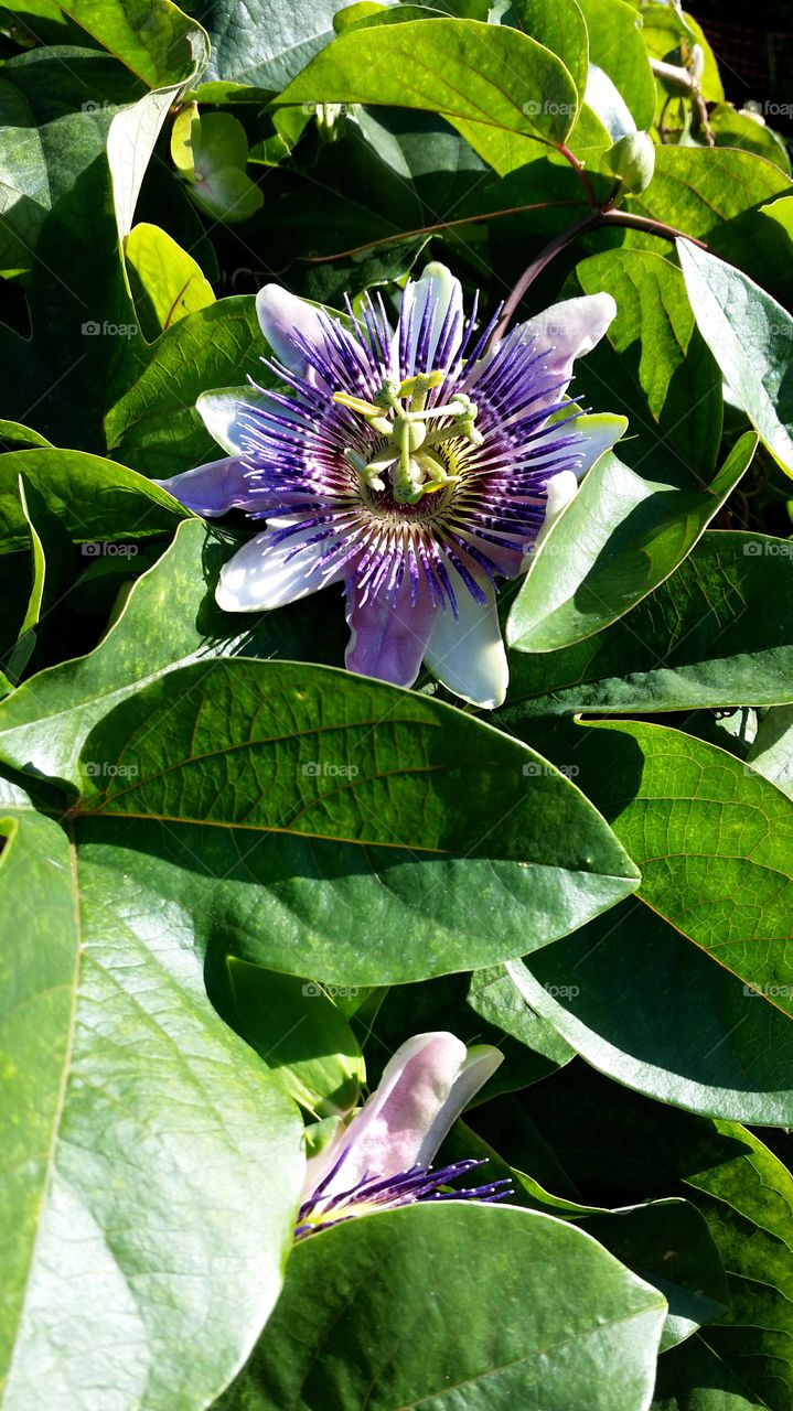 Passiflora, Passion Flower on vine