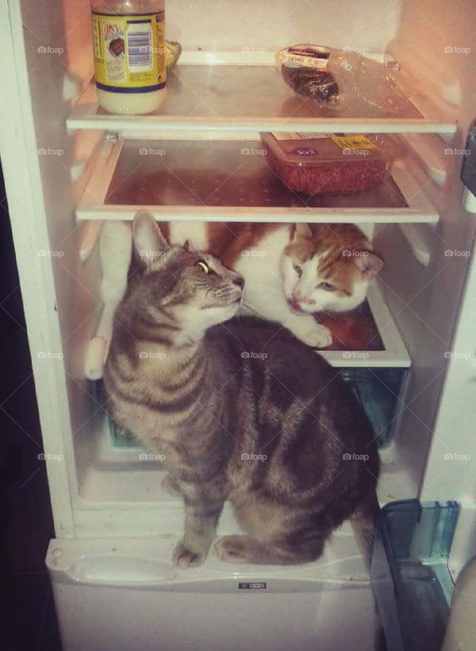 Quincy and Nero in a fridge