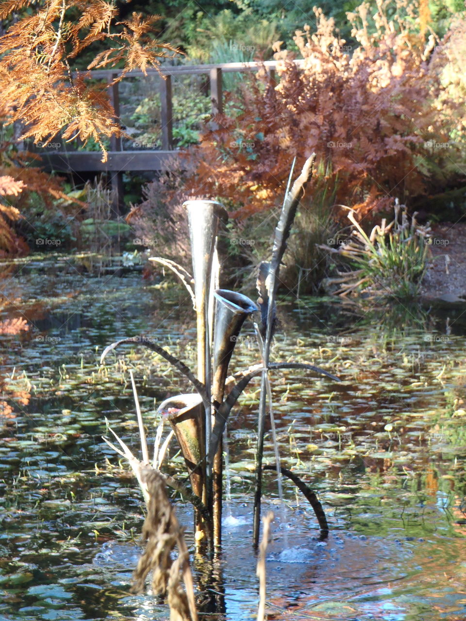 Autumn pond 