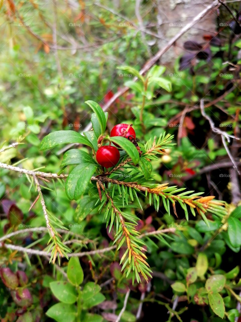 Autumn has arrived in Finland and the forests are full of super food, cranberries.