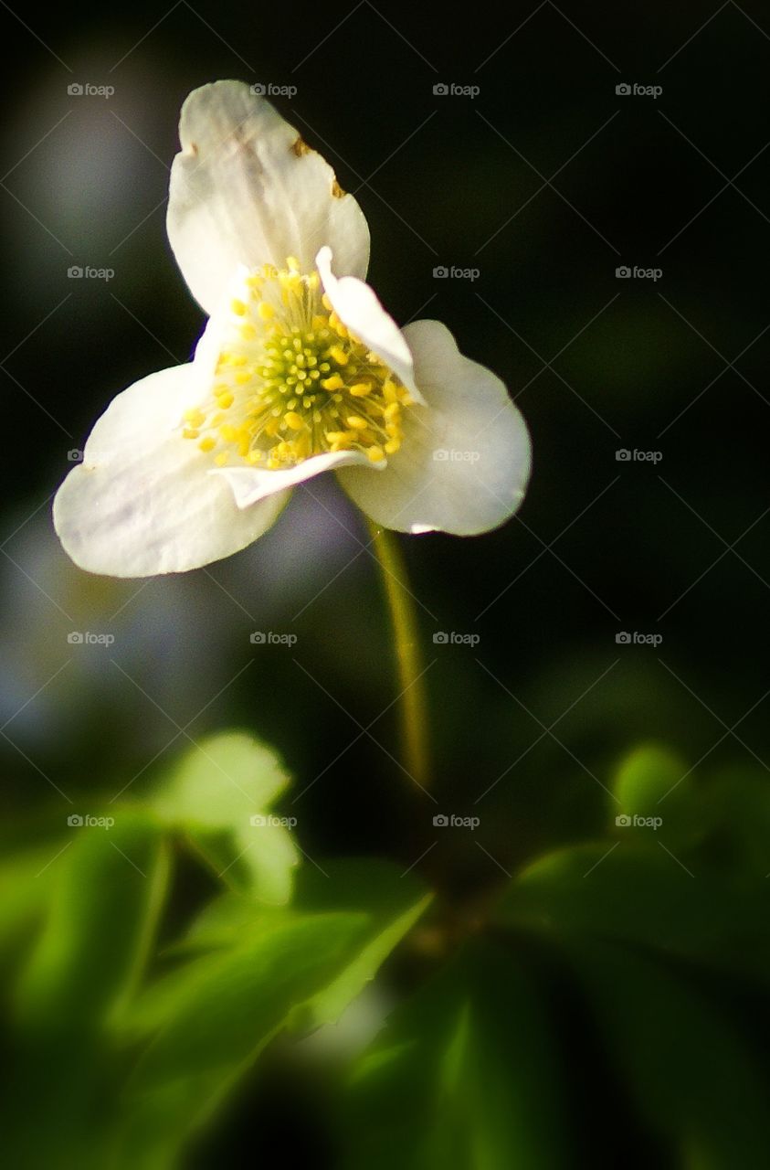 Flower. Wood anemones