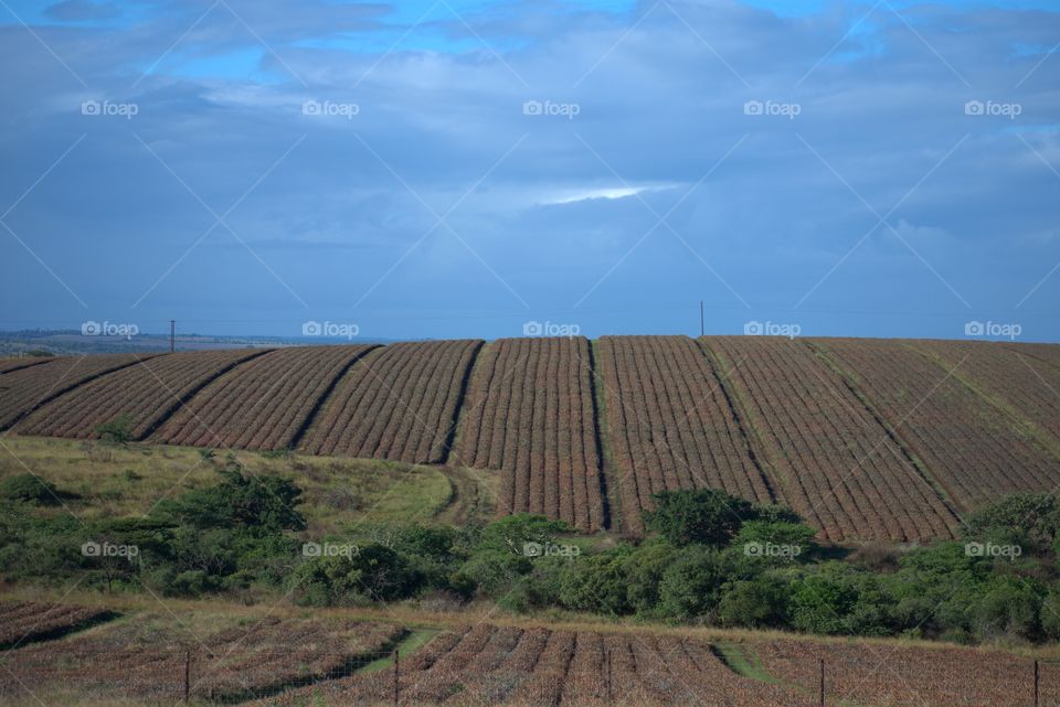 Pineapple Field