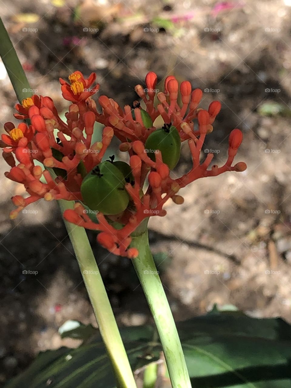 Flowers around everywhere, Countryside ( Thailand 🇹🇭