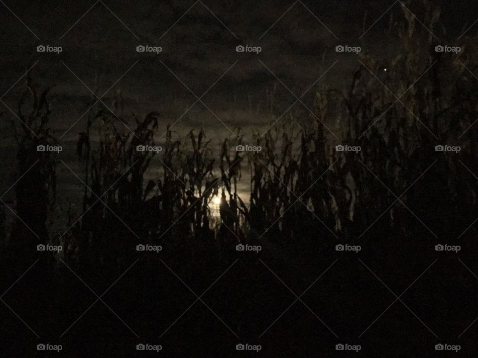 Corn maze at night, Goblin’s delight 