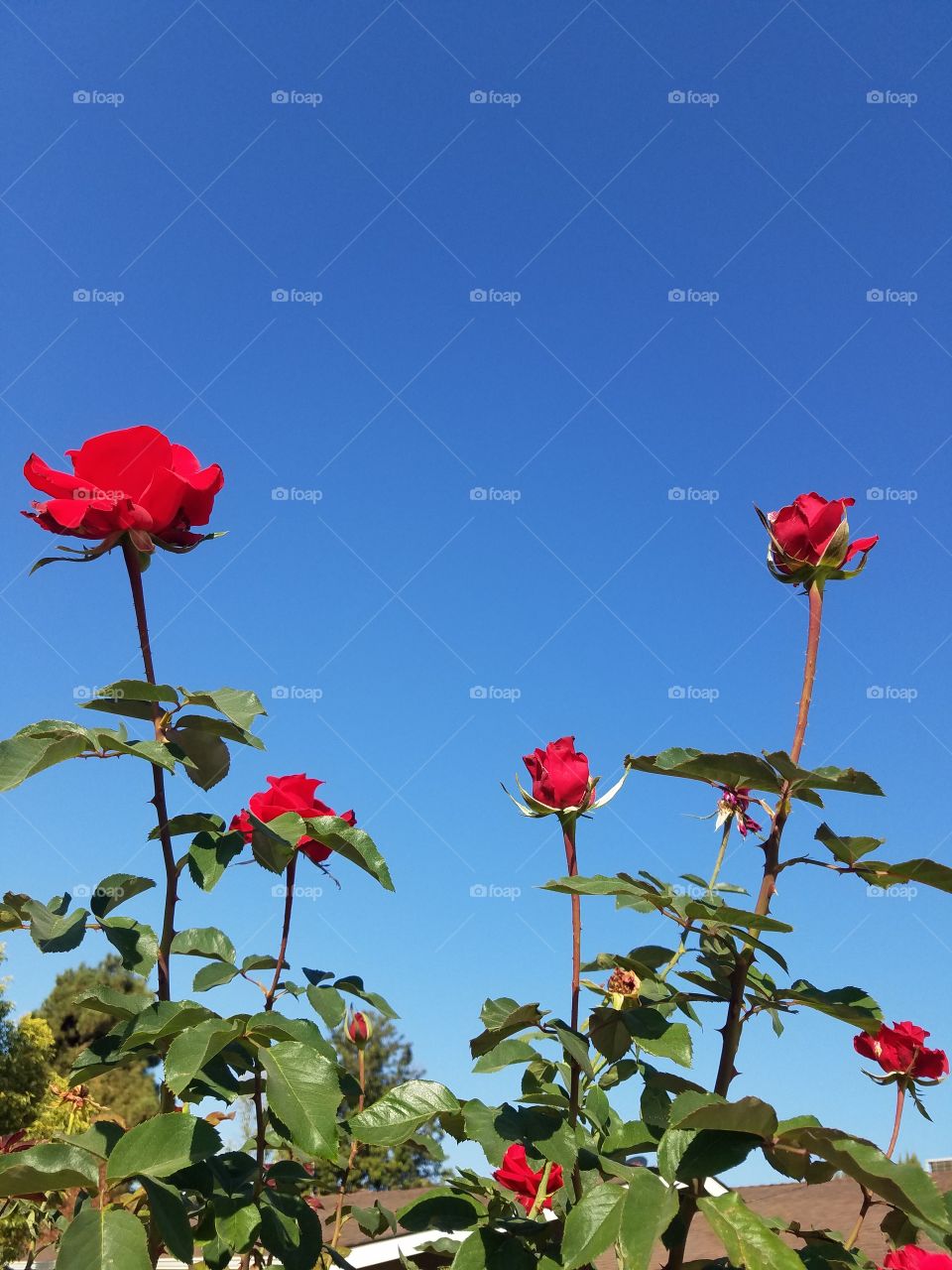 Red roses blue sky