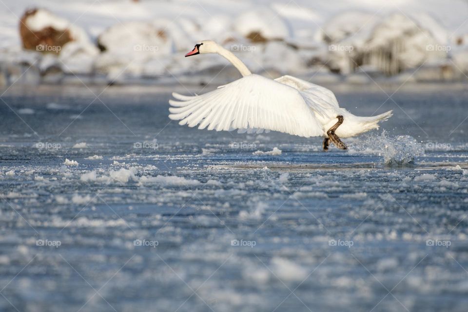 Mute swan running in the ice cold water before take-off in Baltic Sea in Helsinki, Finland few hours before freeze-up in January 2021.
