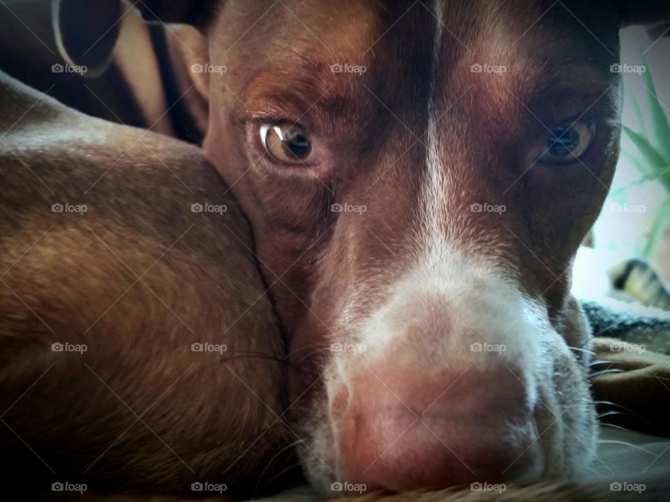 Sweet Puppy Dog Curled Up in a Ball with a funny look on her face