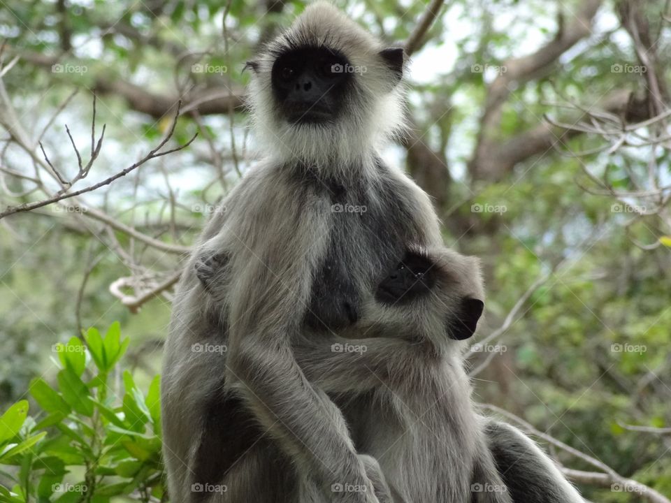 Close-up of monkey with baby
