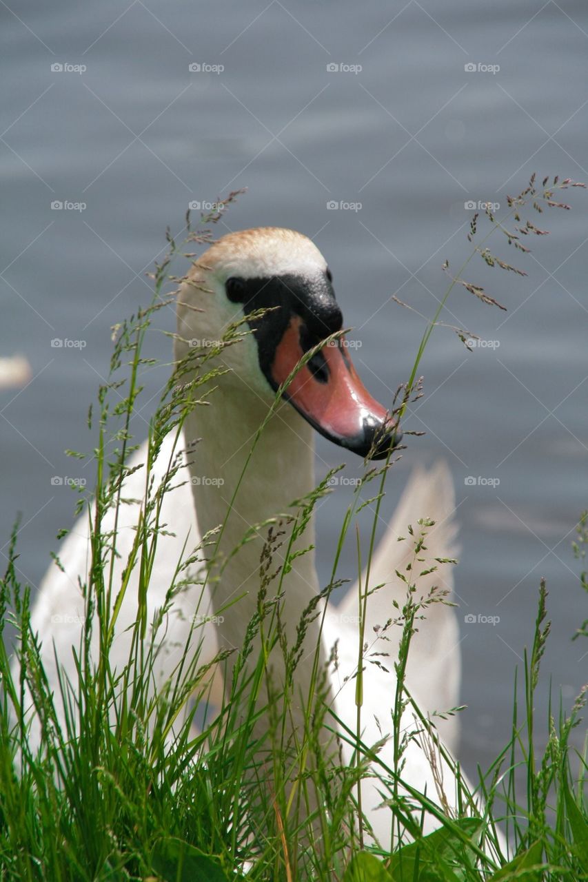 Papa swan