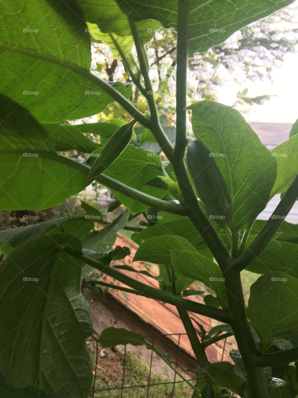 A friend gave me a cutting off their Angel trumpet and now it’s getting ready to bloom!