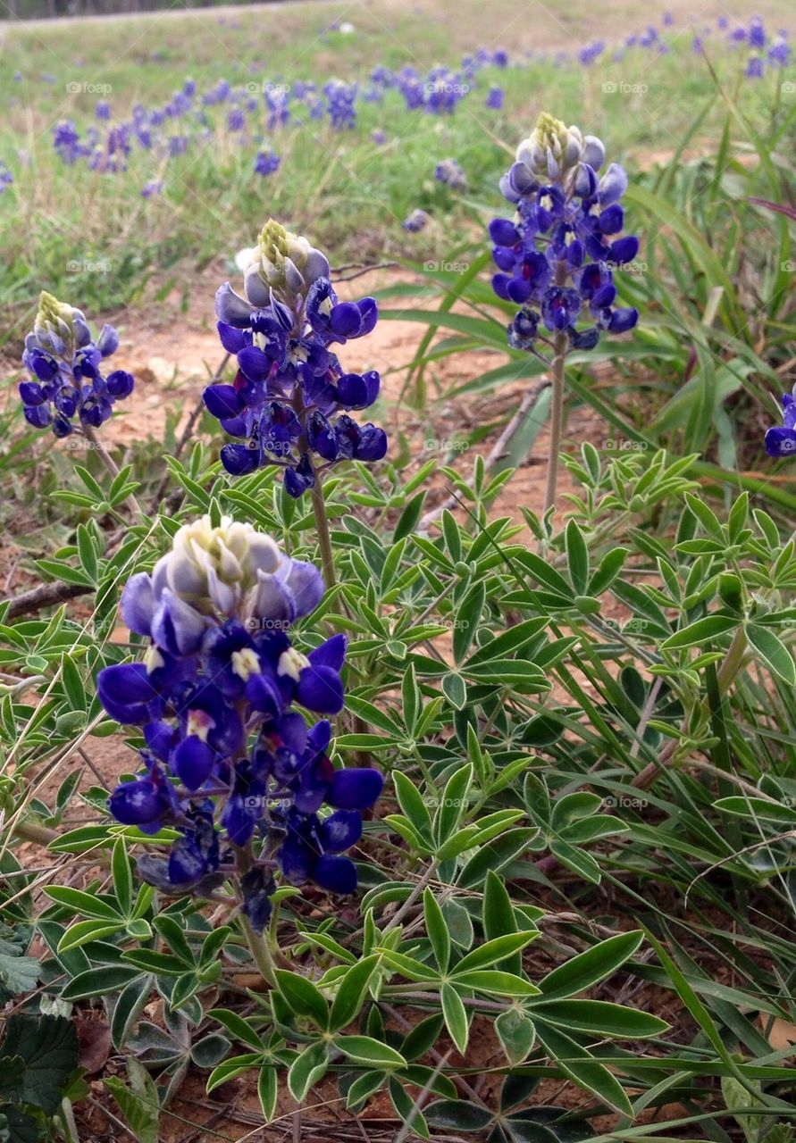 Bluebonnets