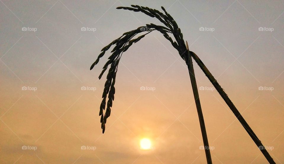 Morning Sun rise beauty in a paddy field