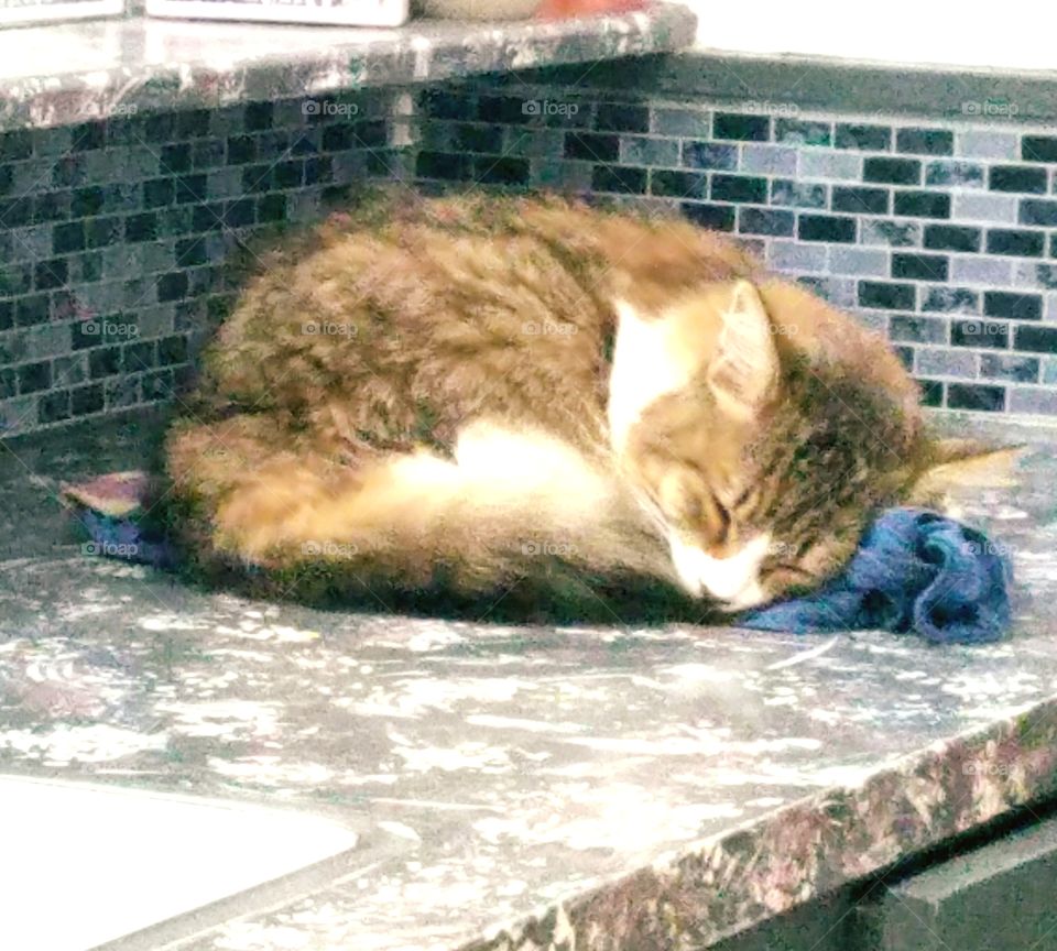 adorable kitten asleep on the counter