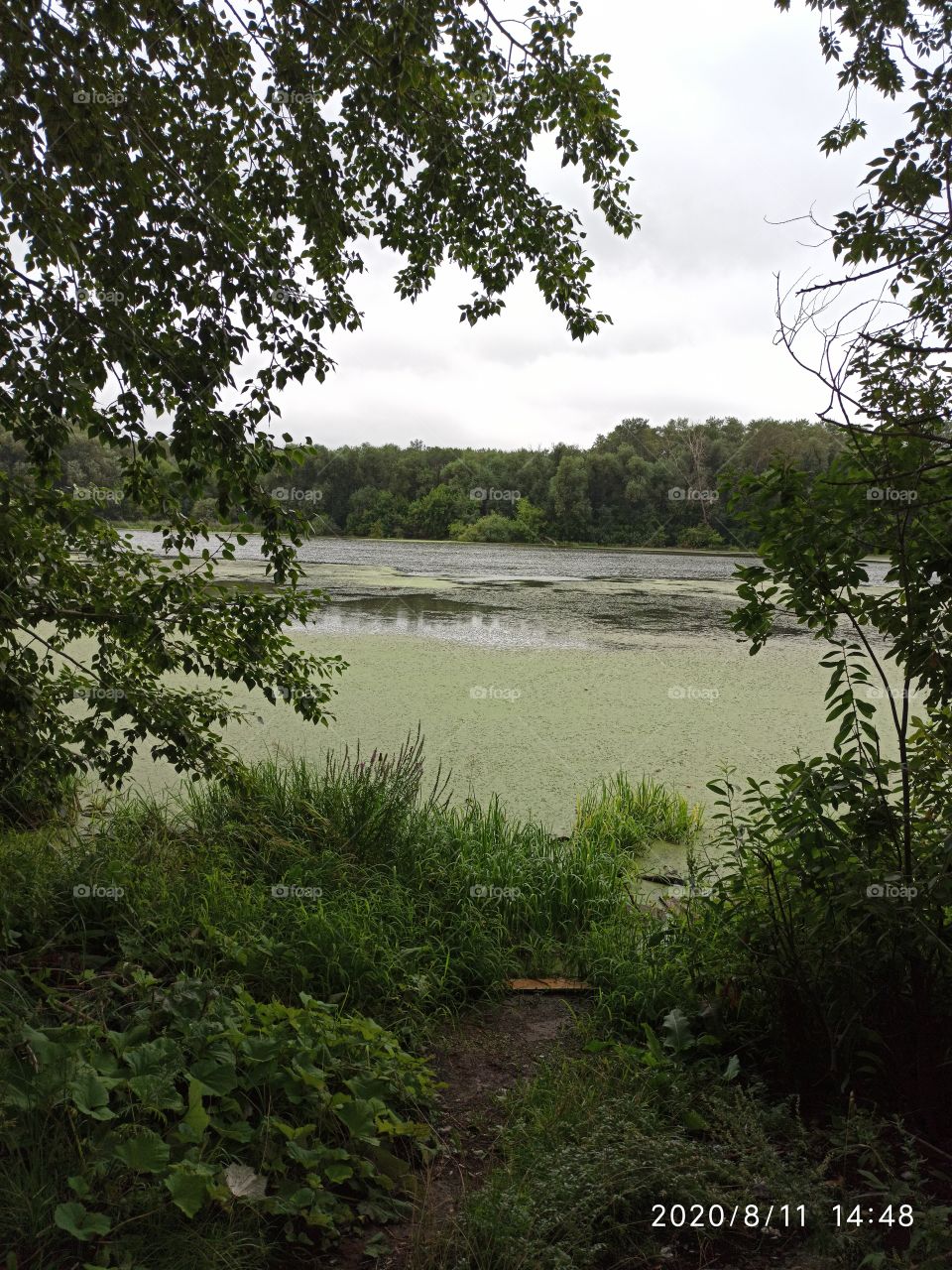 pond in summer