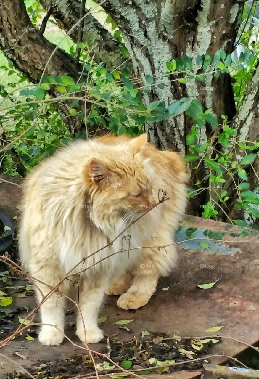 American bobtail cat outdoors