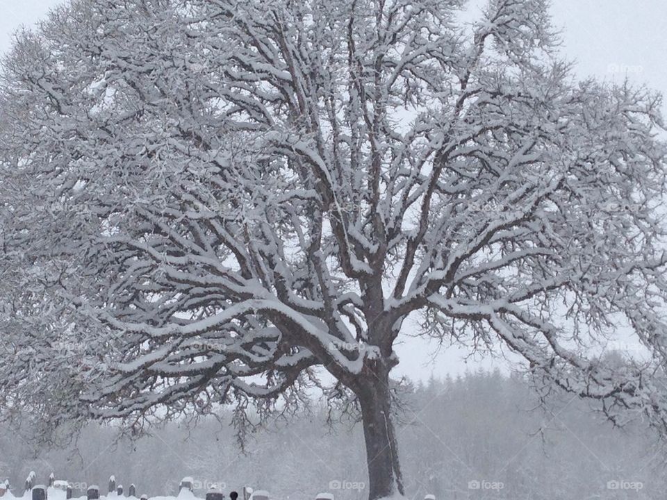 snowy oak