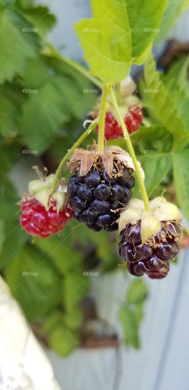ripening blackberries in the summer sun.