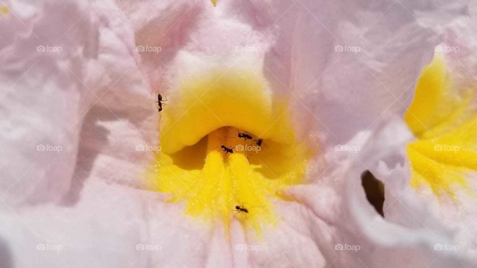 Close Up Floral Exhibiting Bright Yellow, Delicate Pink and Ants