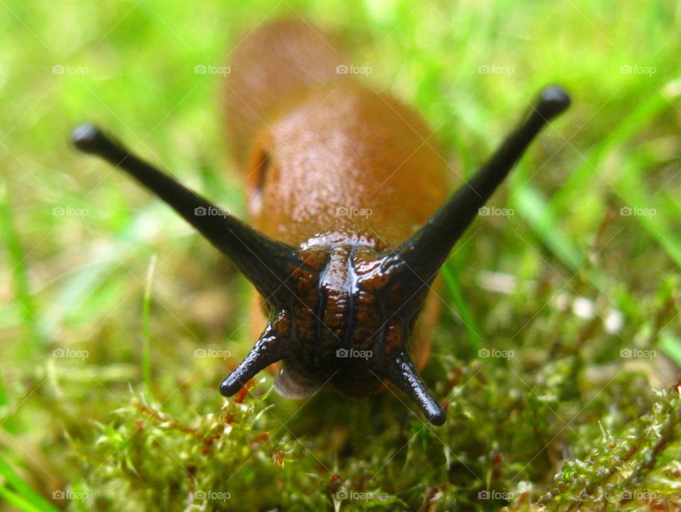 Extreme close up of snail