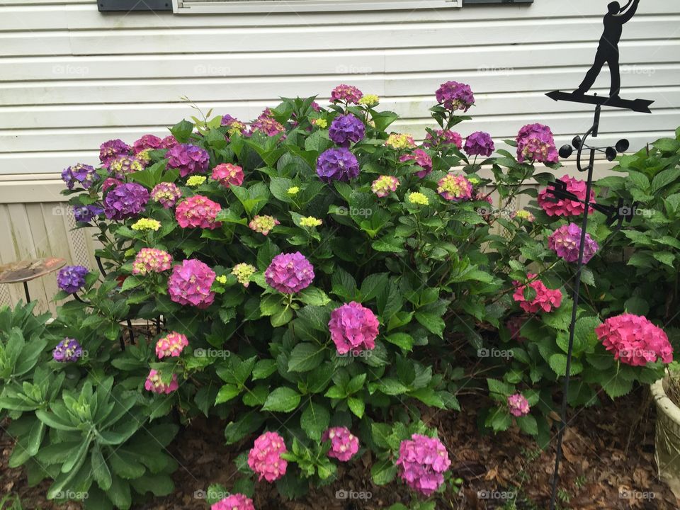 Hydrangeas in bloom