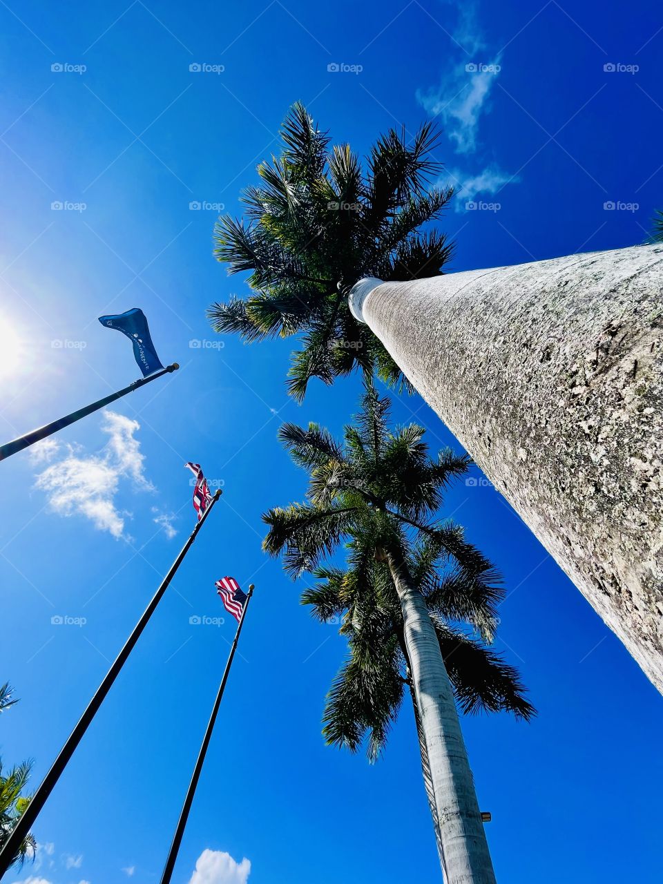Flags and palms