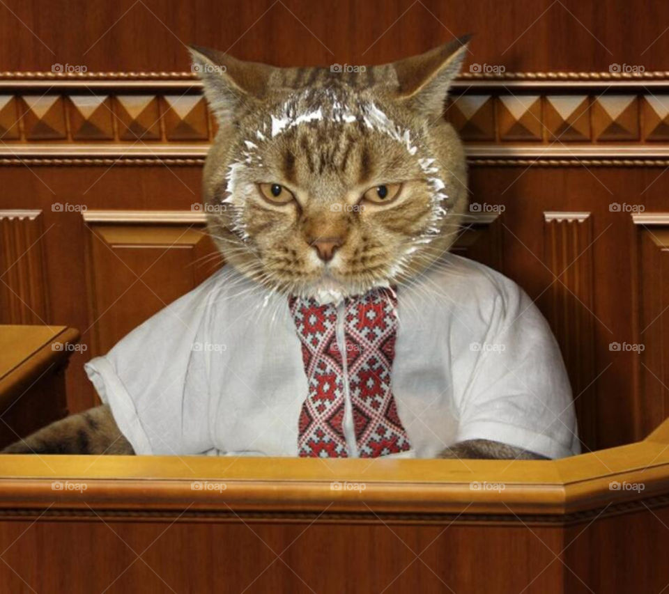 judge cat