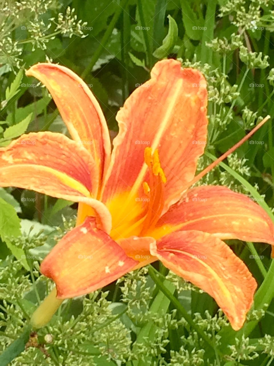 Orange lily