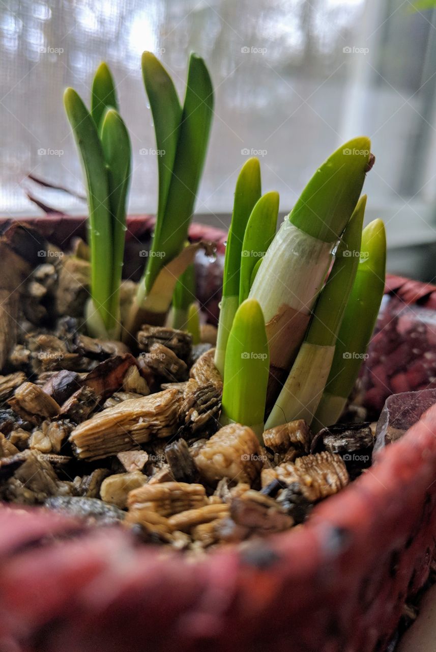 Paper whites bloominh