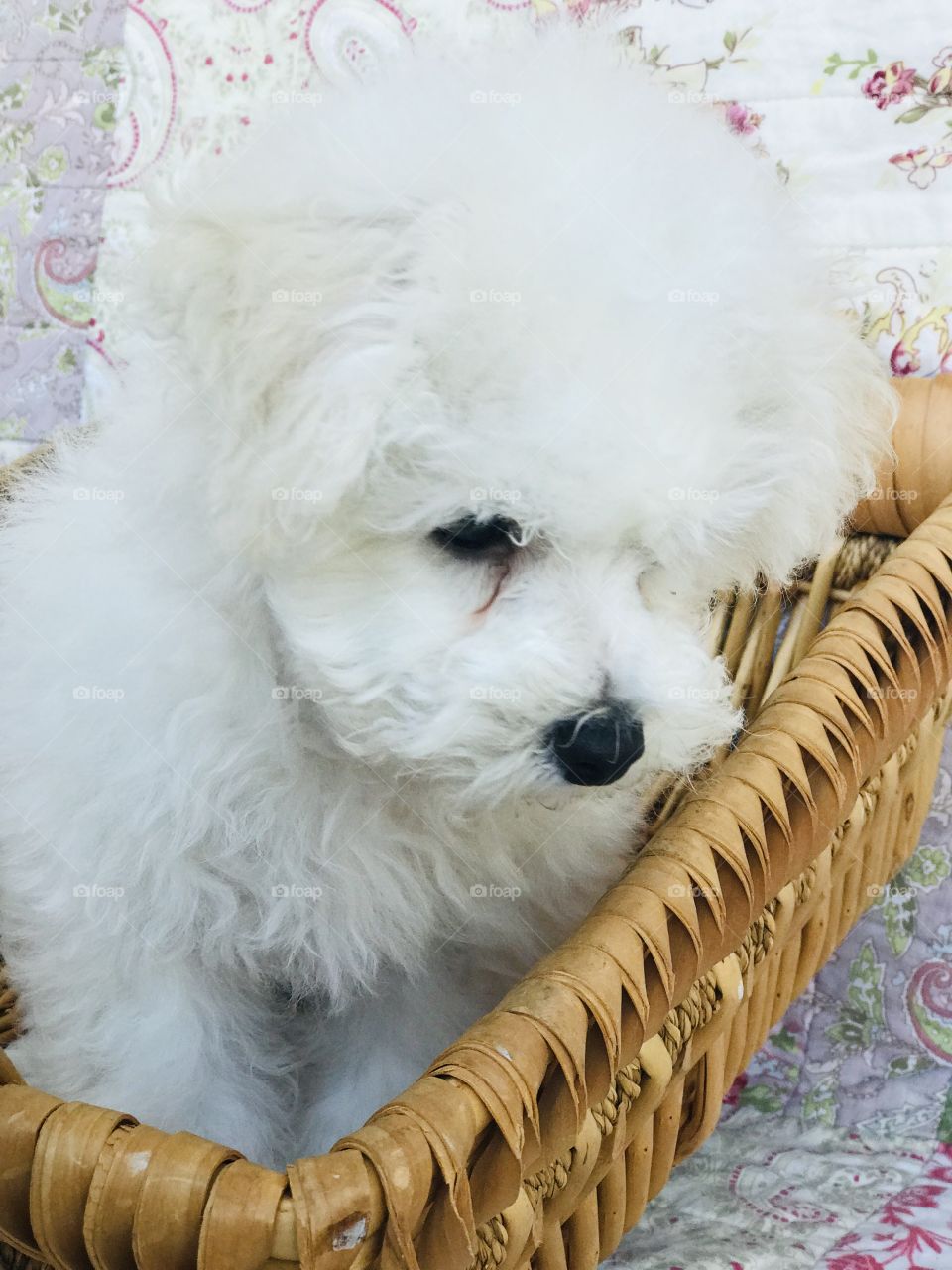Sweet fluffy furry baby bichon boy in a woven basket, soft shot capturing pure innocence 