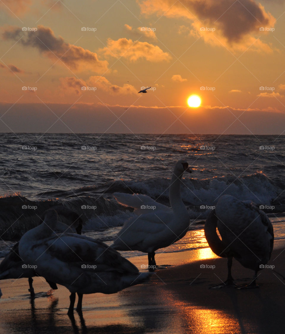 Swans on the beach during sunrise 