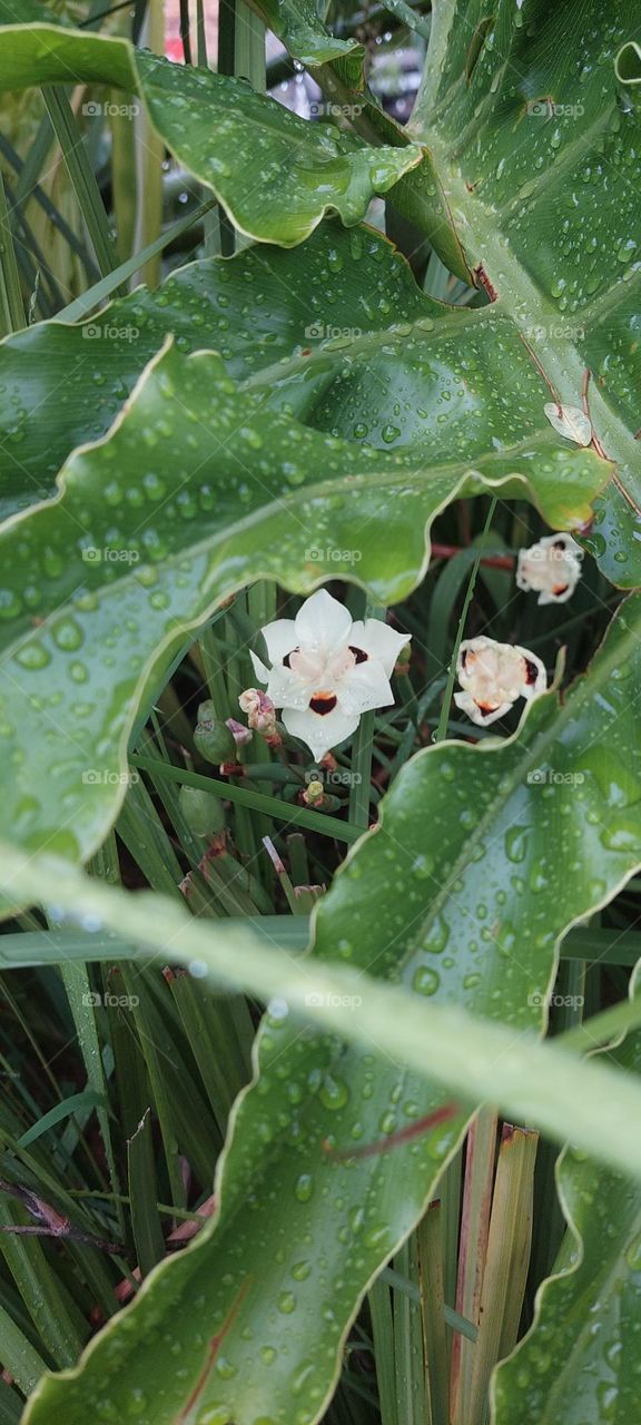 Through a leaf to a flower