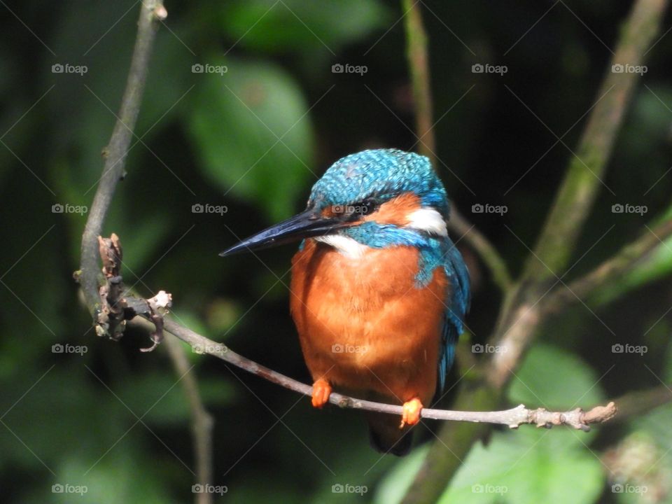 A kingfisher on a branch