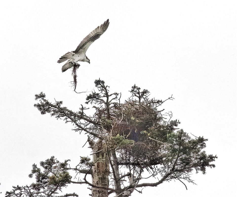 Osprey building a nest