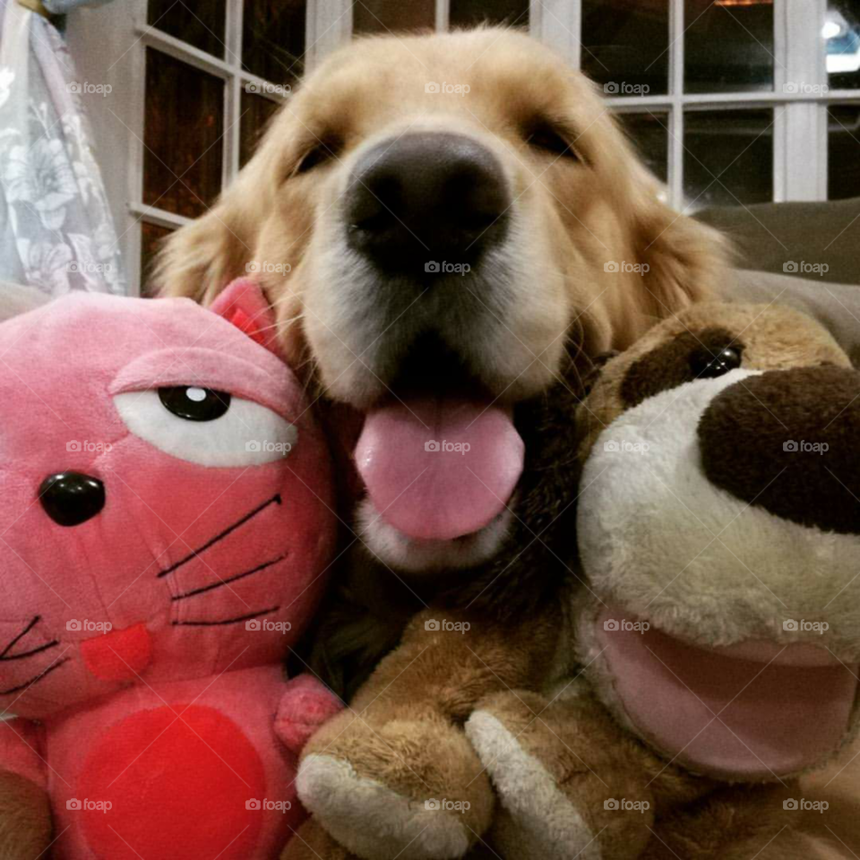 Smiling doggo