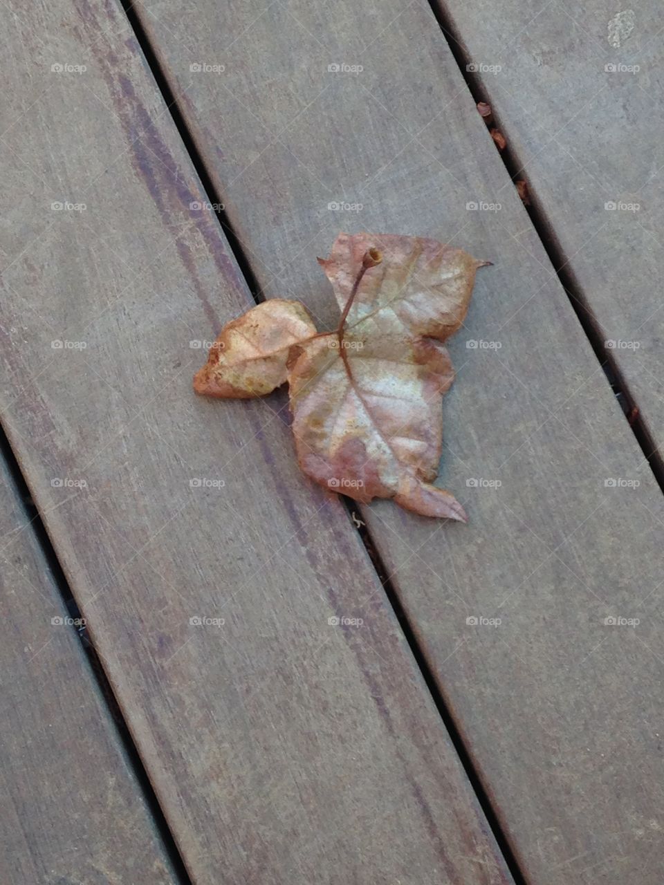 Leaf on table 