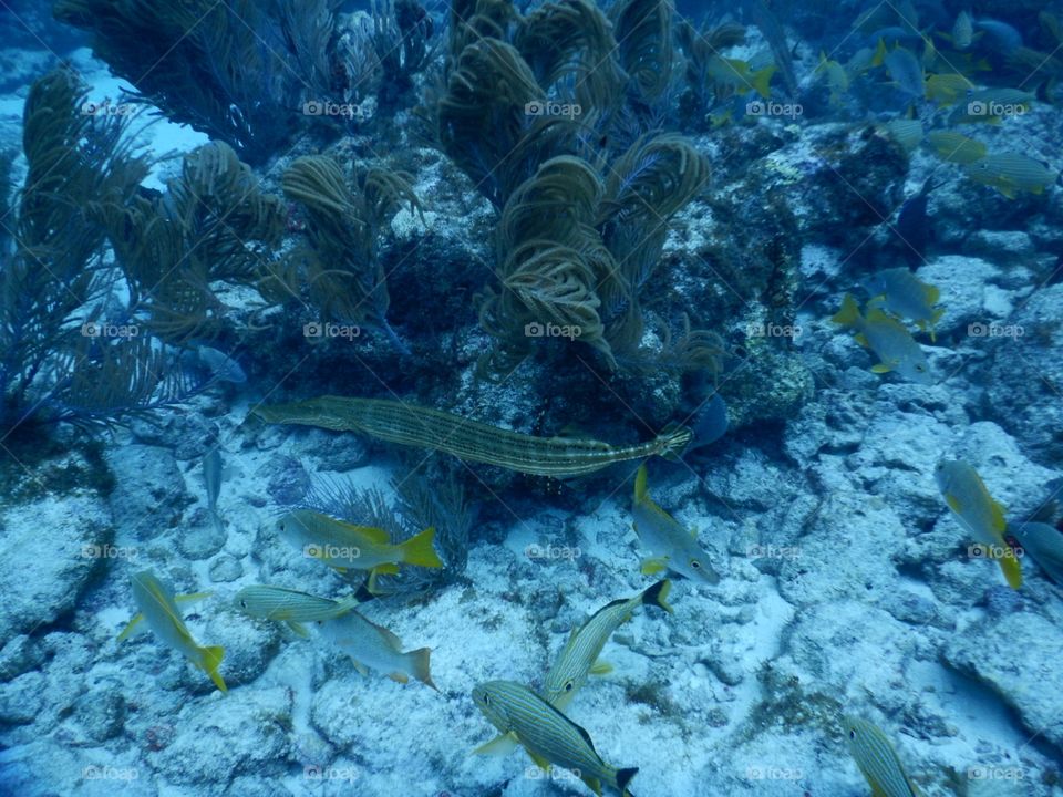 Trumpet Fish in the Keys