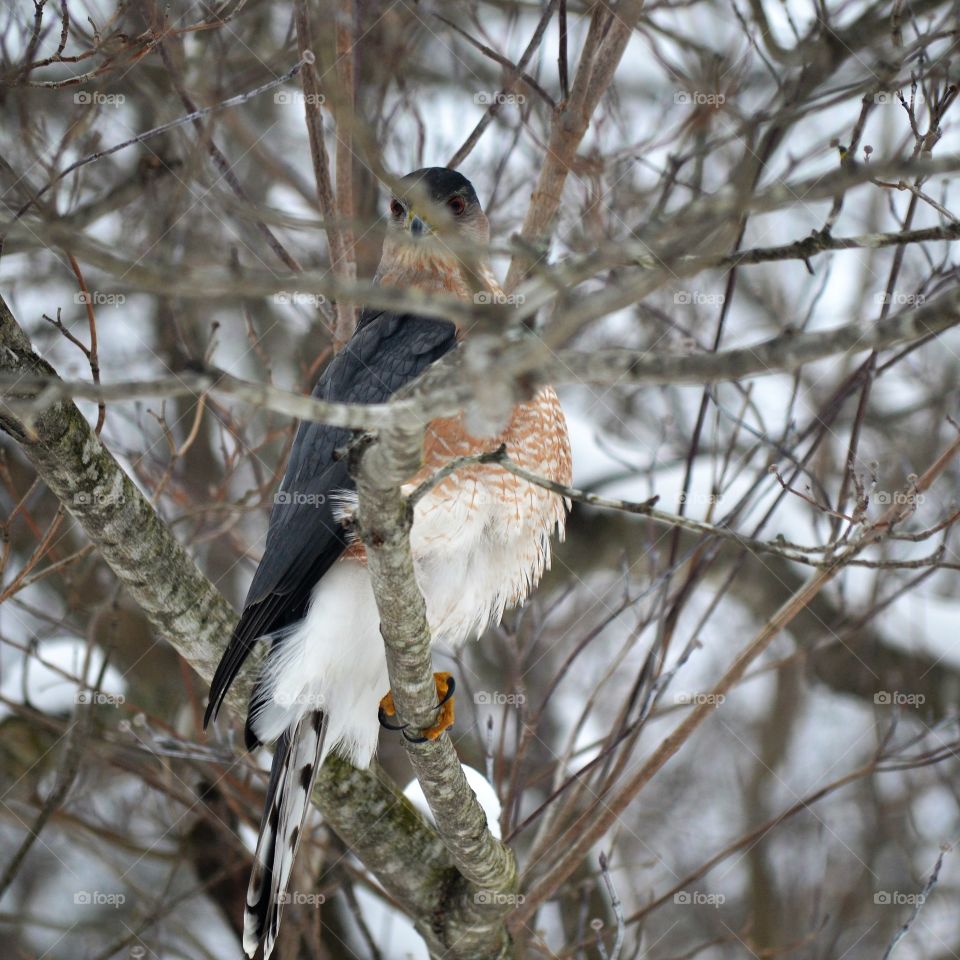 red shouldered hawk