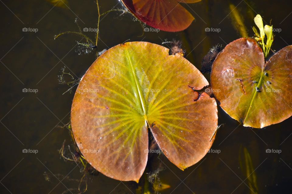 A colorful lily pad in the sun
