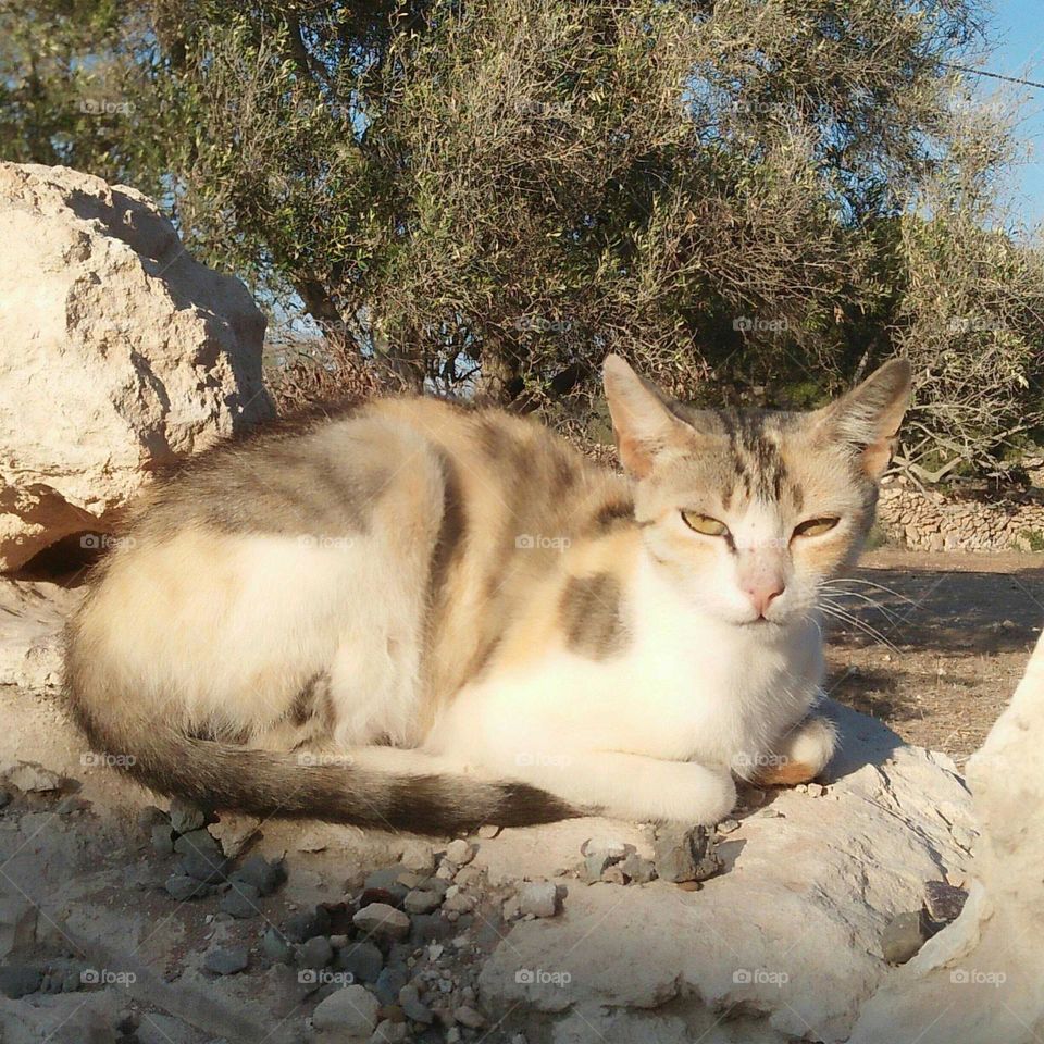 Beautiful cat looking at camera.