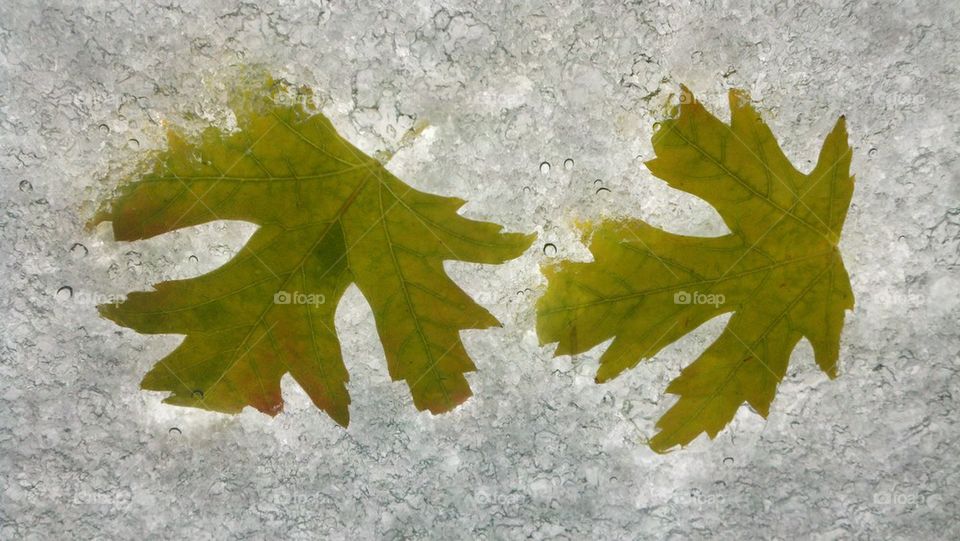 Windshield Ice Leaves