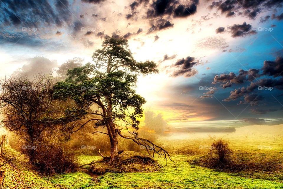 Sonnenaufgang im Nebel im Sumpf