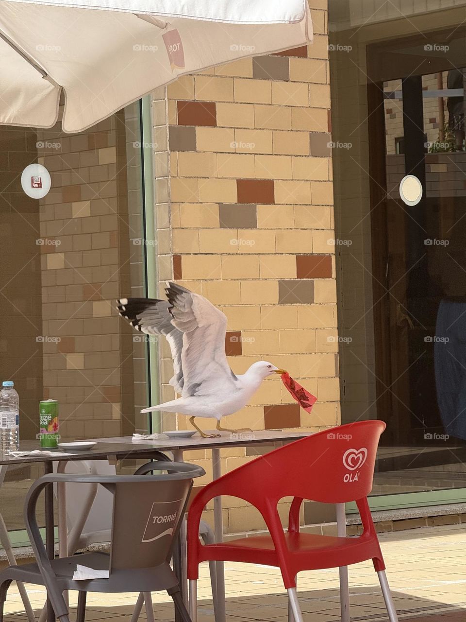 Gaivotas em missão secreta: infiltrar- se no bar e roubar a cena!