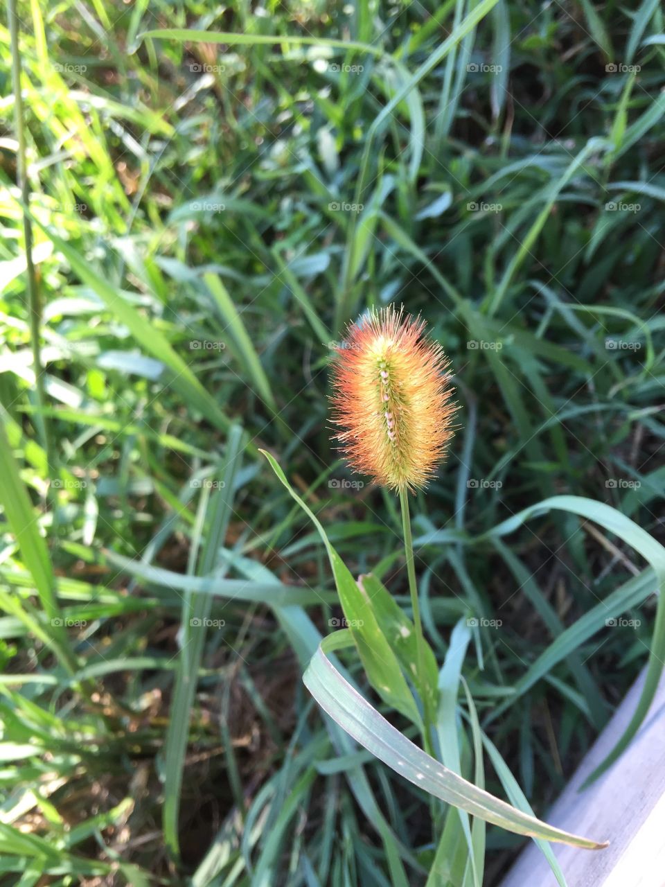 Backlit plant 3