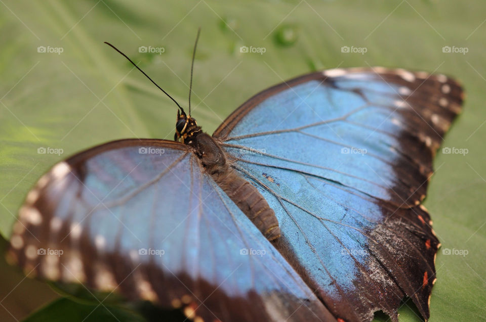 Butterfly on leaf