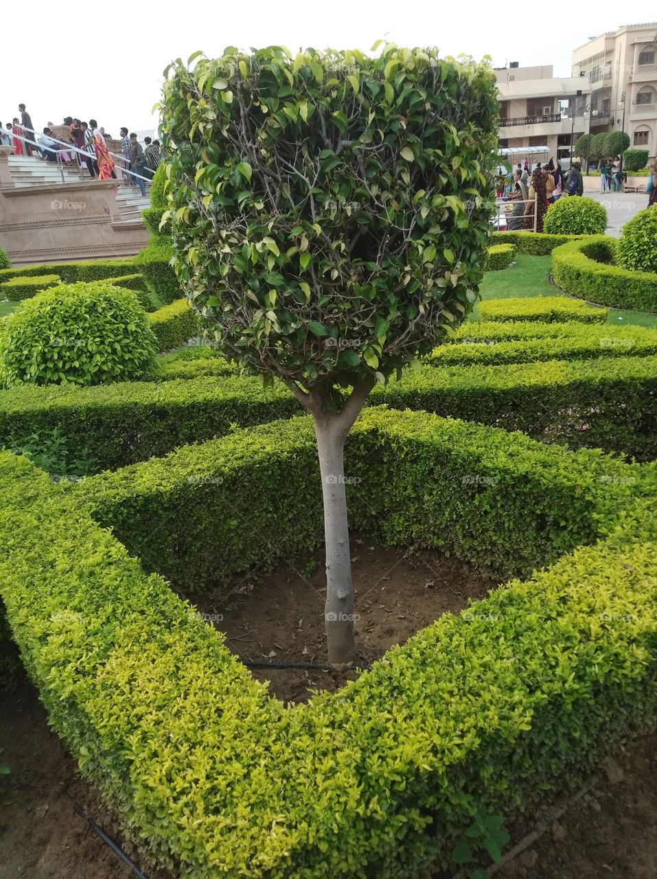 green shurb small size looks very beautiful generally found everywhere seasonal fresh